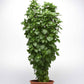 basil everleaf thai towers