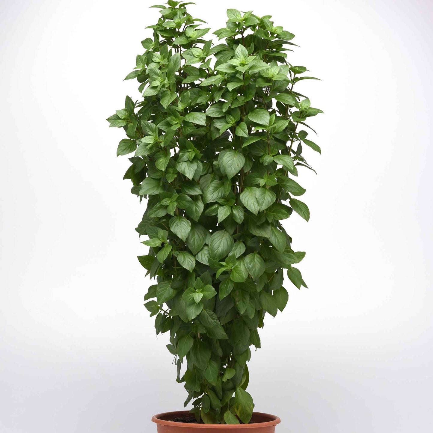 basil everleaf thai towers