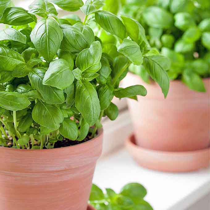 basil large sweet for pots