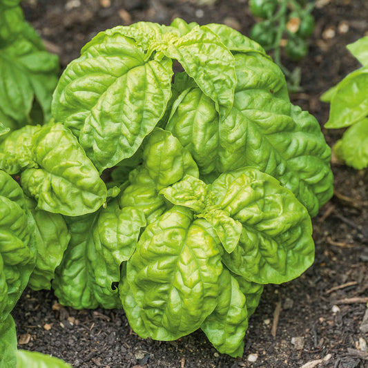 basil lettuce leaf