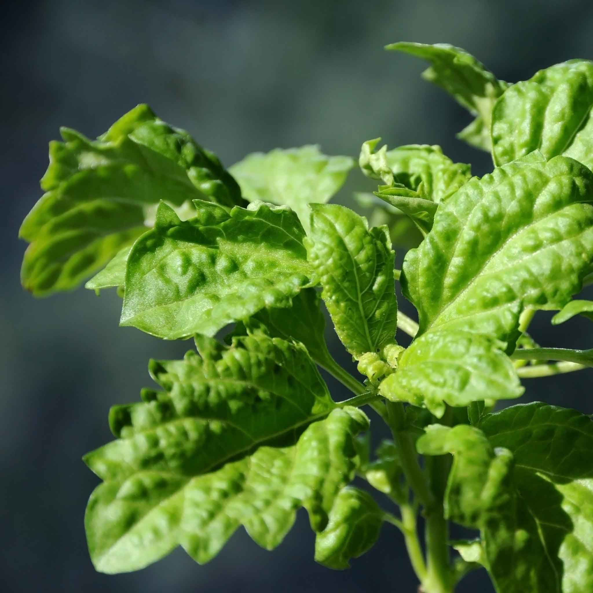 Basil Seeds Lettuce Leaf