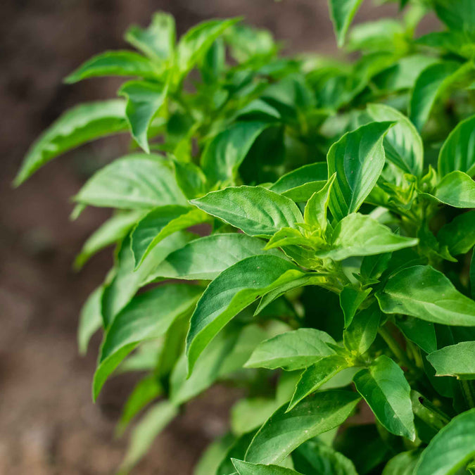 basil lime