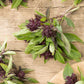 basil siam queen | copyright: Floramedia UK Ltd