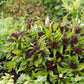 basil siam queen | copyright: Floramedia UK Ltd