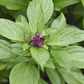 siam queen thai basil