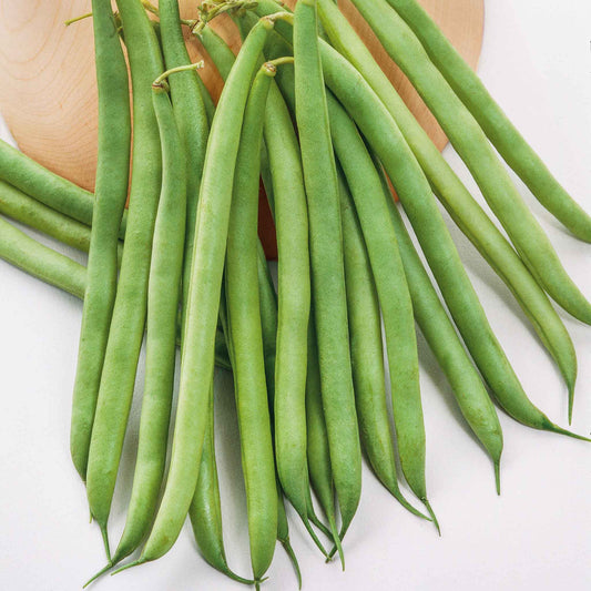 bean greencrop