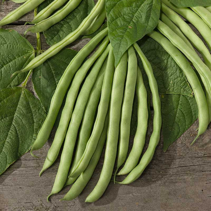 bean organic contender | copyright: Floramedia UK Ltd