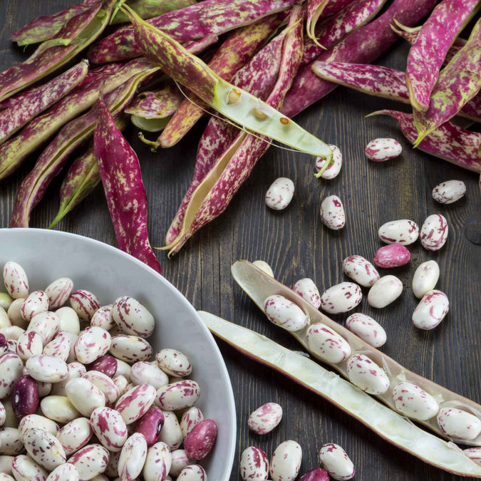 Taylor Dwarf Horticultural Bean