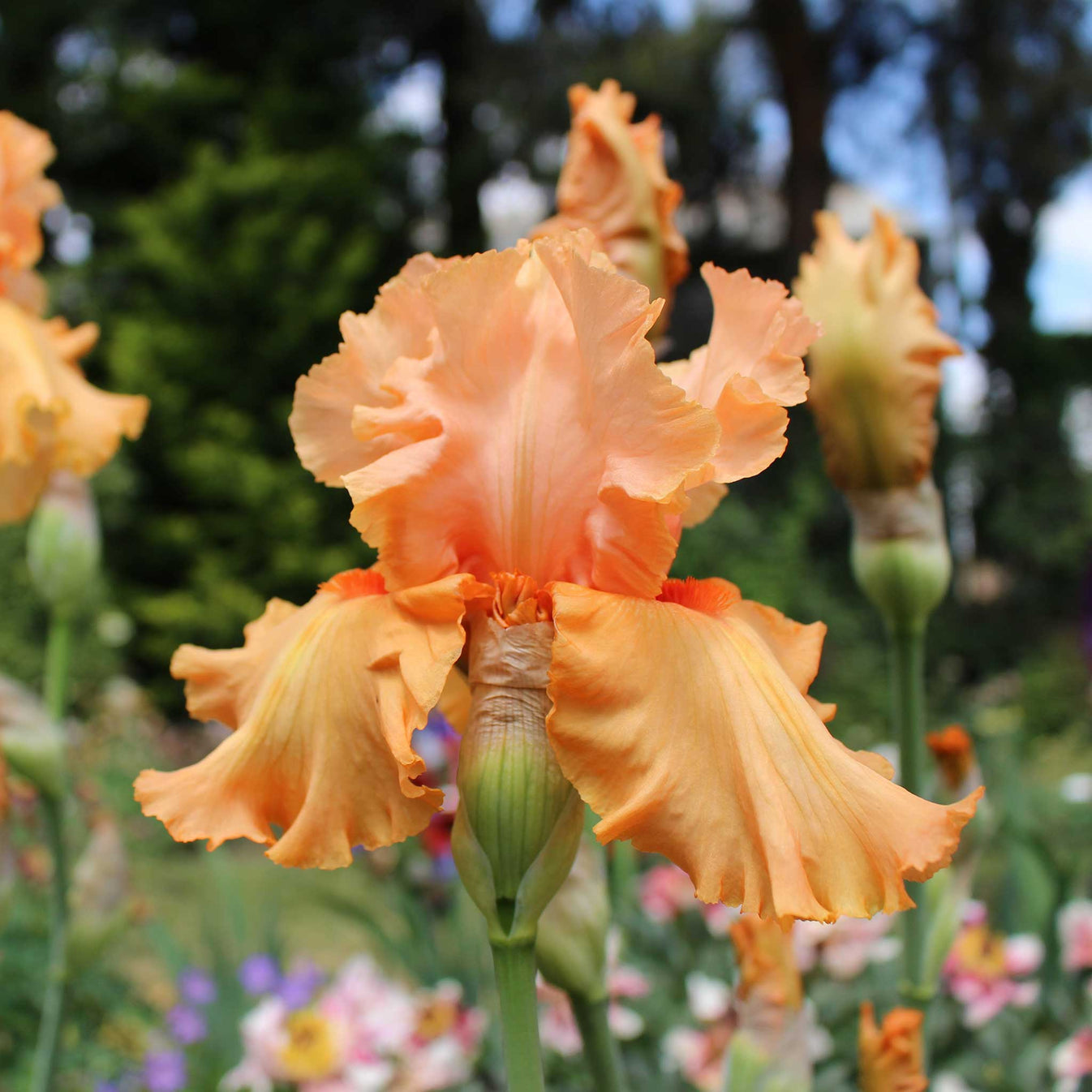 Bearded Iris - Autumn Riesling | Fall Flower Bulbs | Eden Brothers