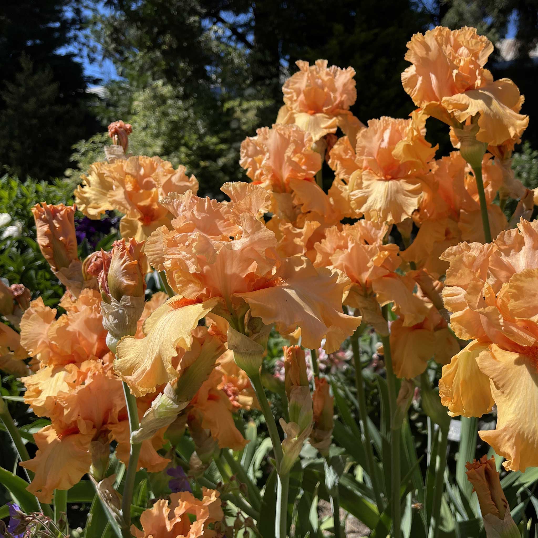 Bearded Iris - Autumn Riesling | Fall Flower Bulbs | Eden Brothers