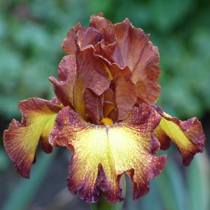 bearded iris bee my honey