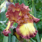 bearded iris bee my honey