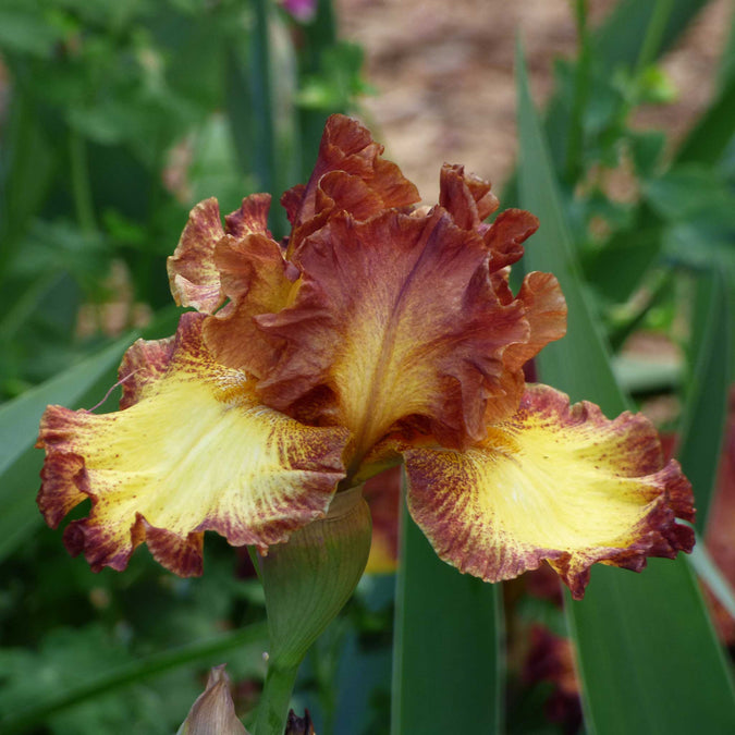 bearded iris bee my honey