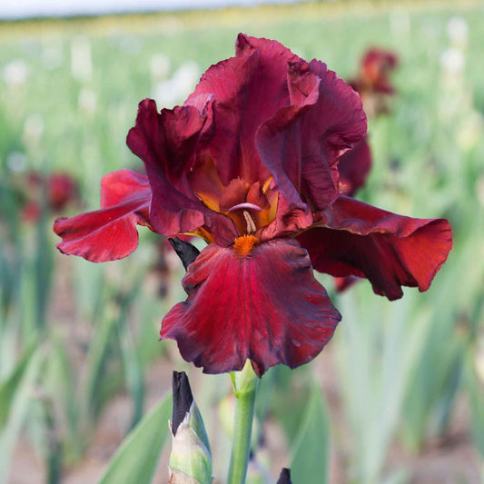 bearded iris bernices legacy