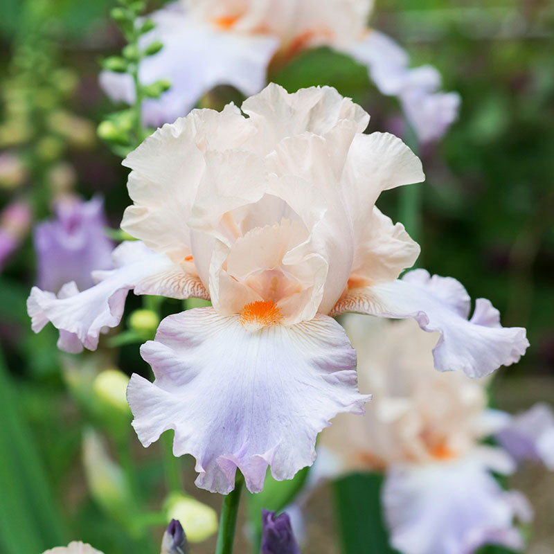 Bearded Iris - Celebration Song | Fall Flower Bulbs | Eden Brothers
