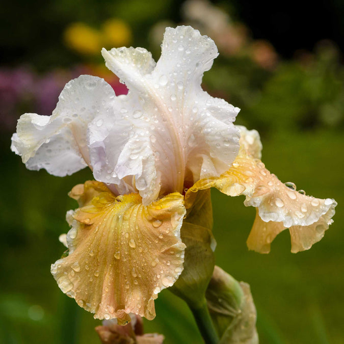 bearded iris champagne elegance