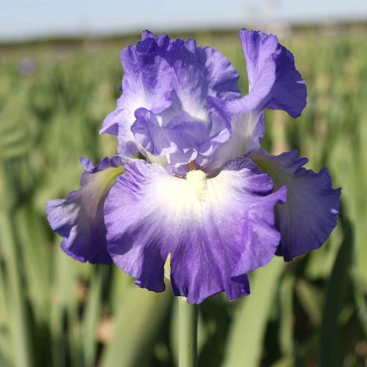 bearded iris city lights