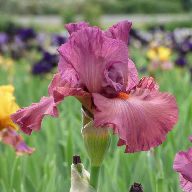 bearded iris code red