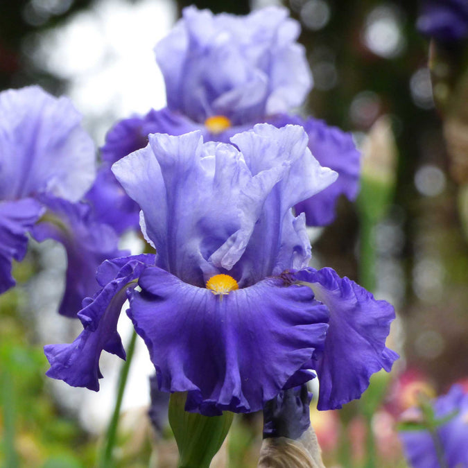 bearded iris cubs win it