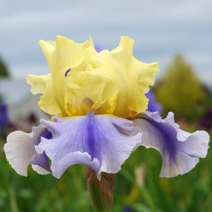 bearded iris easter candy