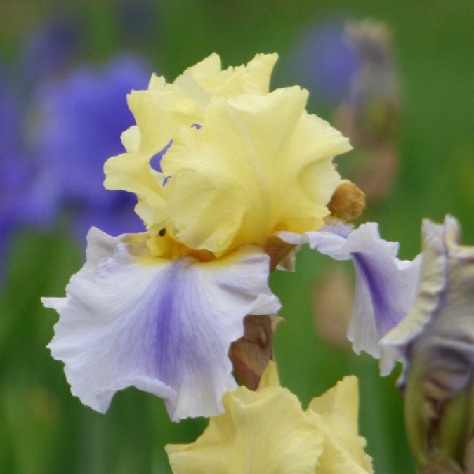 bearded iris easter candy