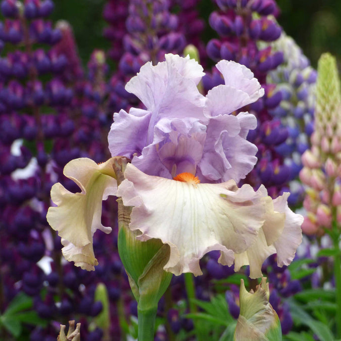 bearded iris enraptured