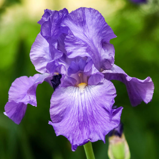 Re-Blooming Bearded Iris - His Royal Highness | Fall Flower Bulbs ...