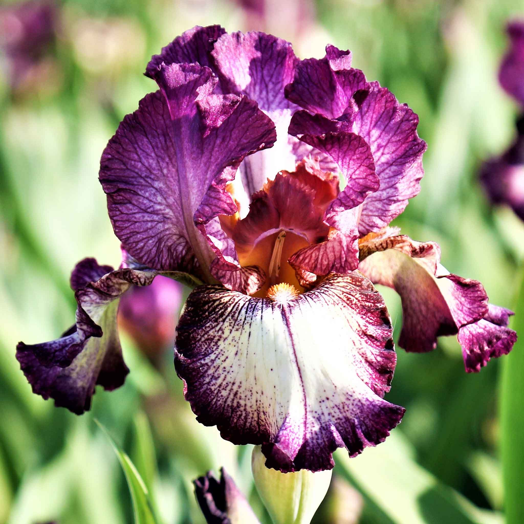 Re-blooming Bearded Iris - Innocent Star 