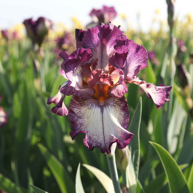 bearded iris innocent star