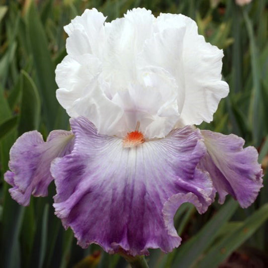 bearded iris linda nelson