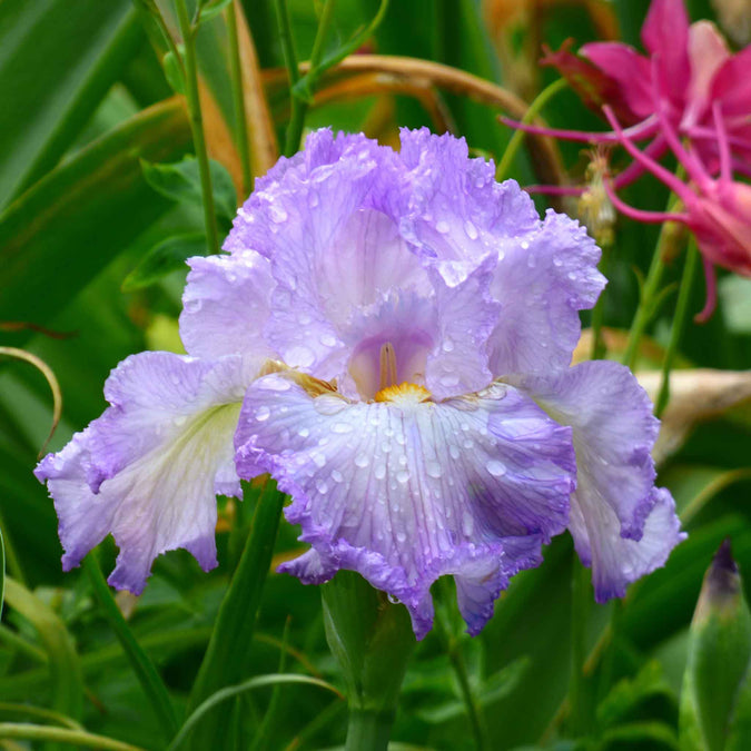 bearded iris mayberry