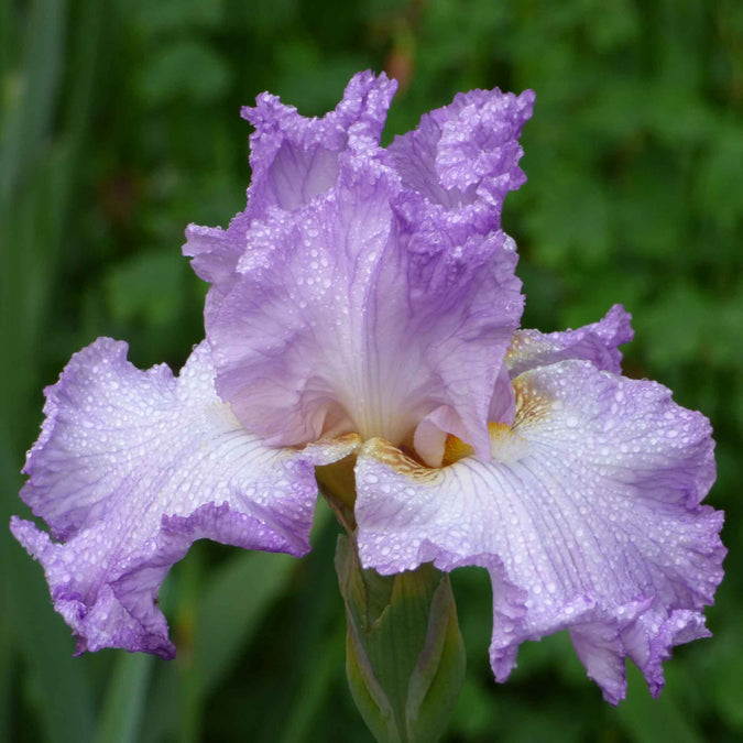 bearded iris mayberry