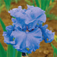 bearded iris merchant marine