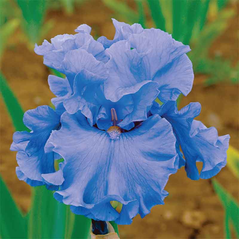 bearded iris merchant marine