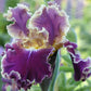 bearded iris montmartre