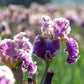 bearded iris montmartre