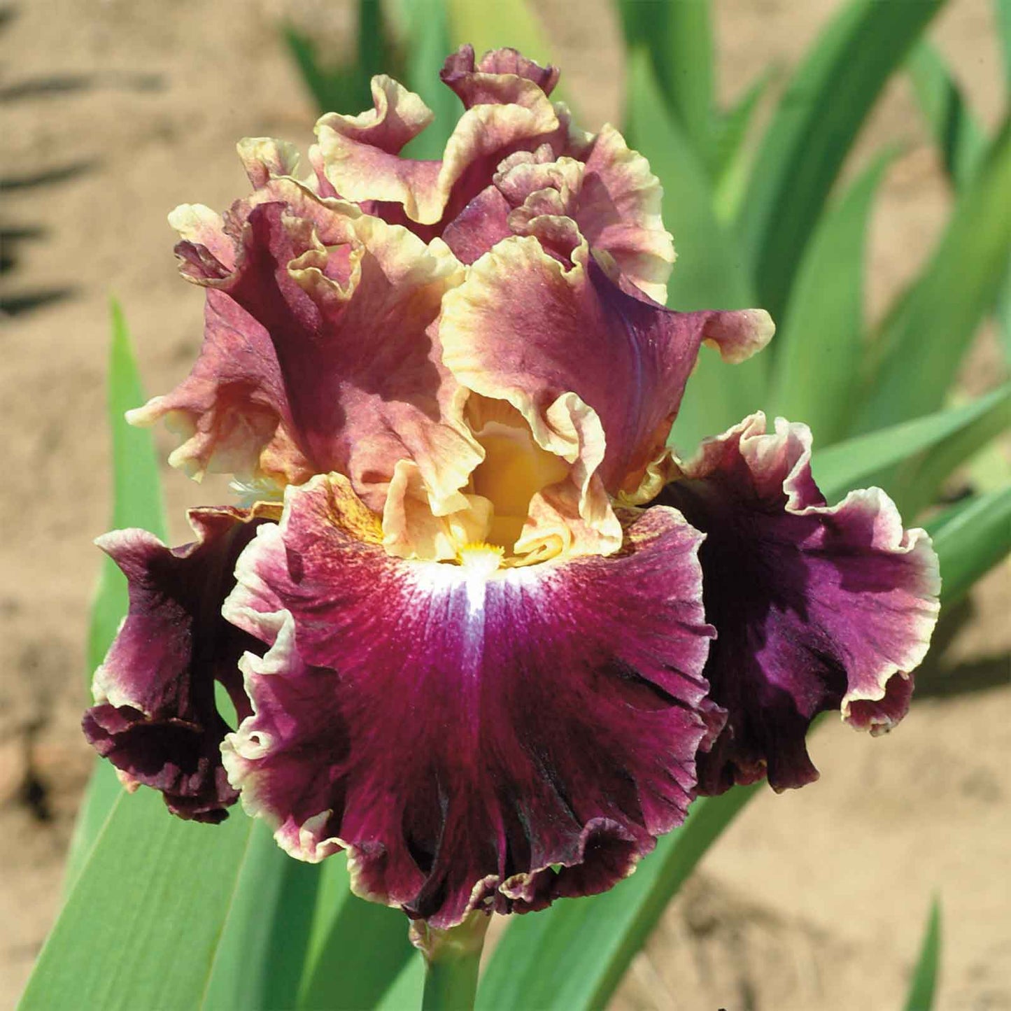 bearded iris montmartre