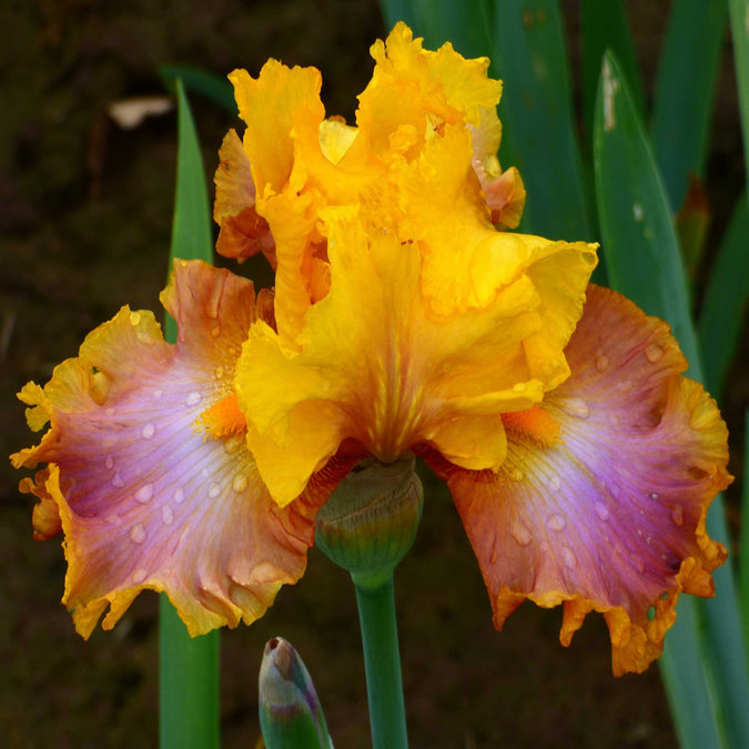 bearded iris nice job