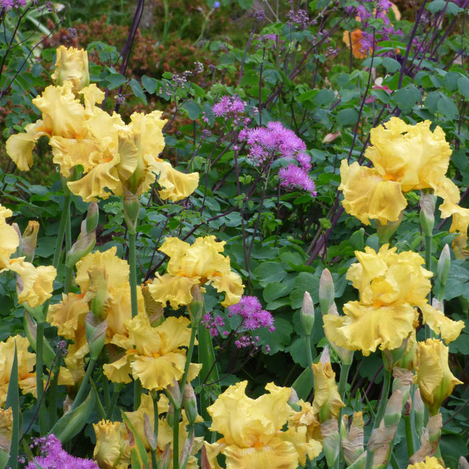 bearded iris oregon firestorm