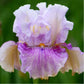 bearded iris pickathon