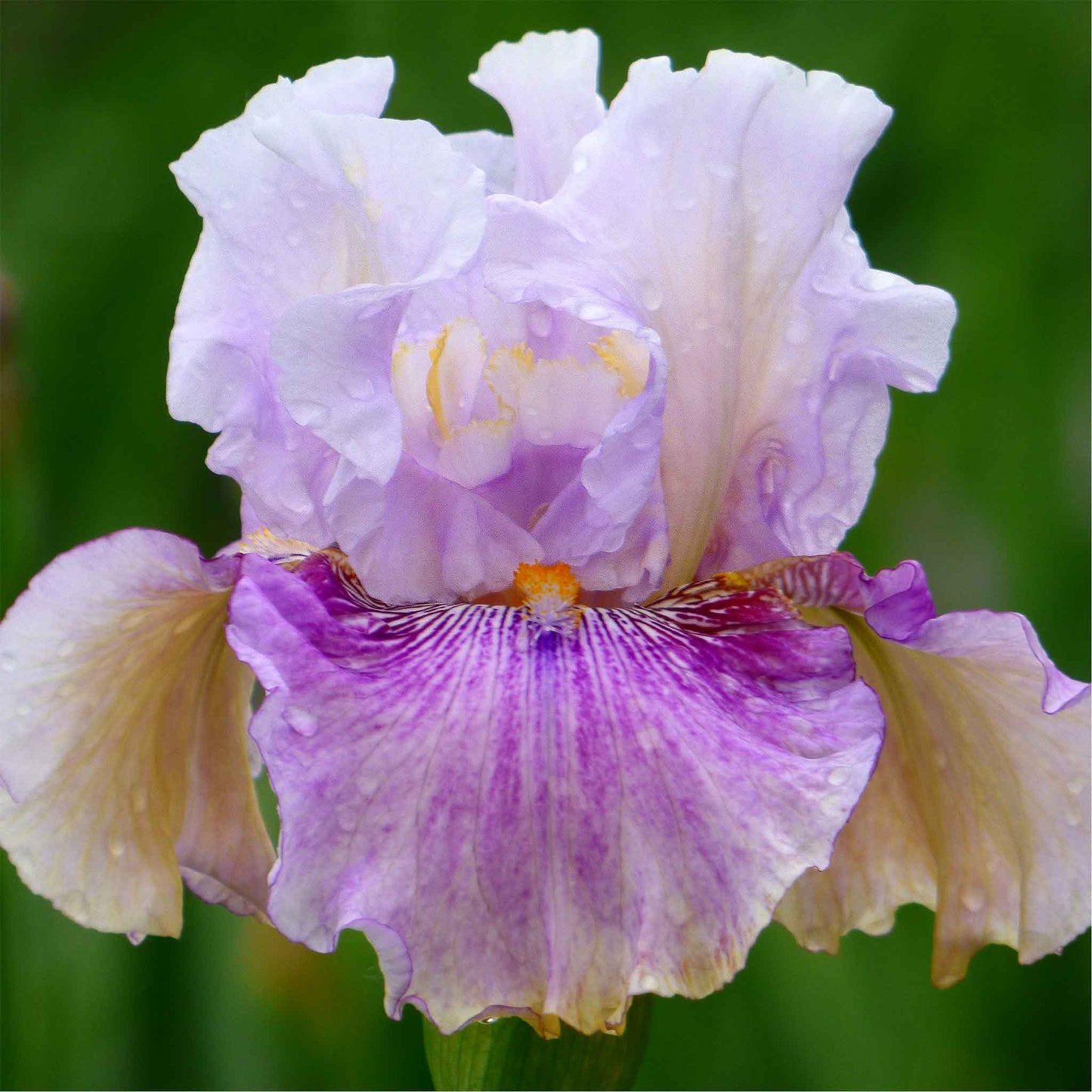 bearded iris pickathon