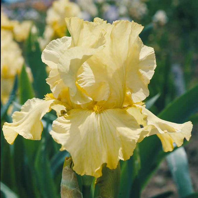 bearded iris pride of ireland