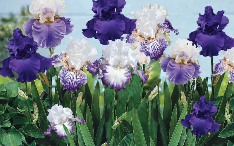 Purple and white bearded irises