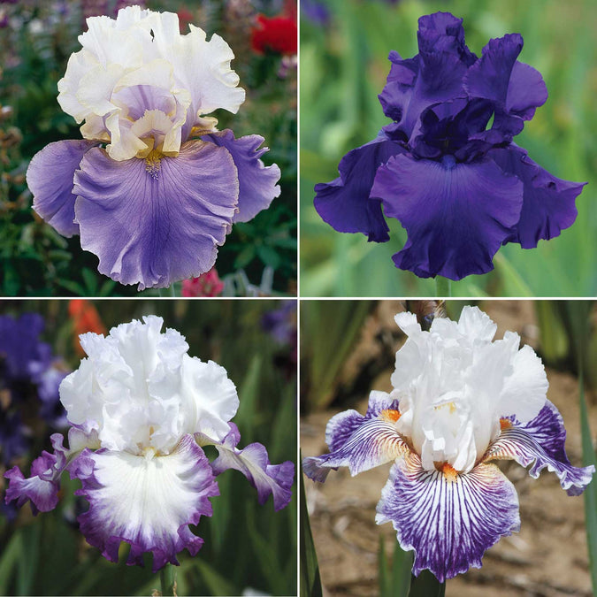 bearded iris purple mix