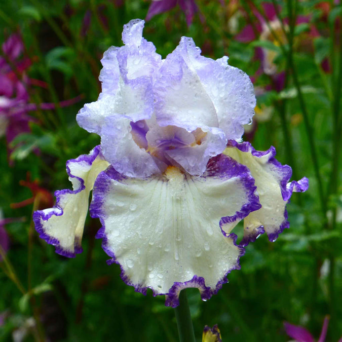 bearded iris rings true