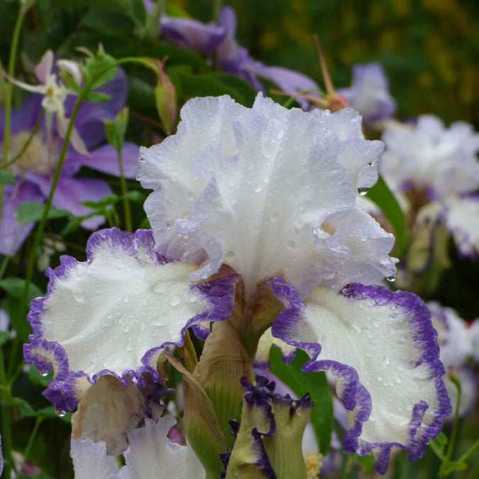 bearded iris rings true