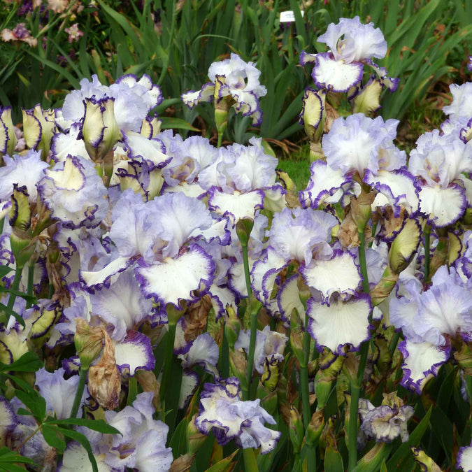 bearded iris rings true