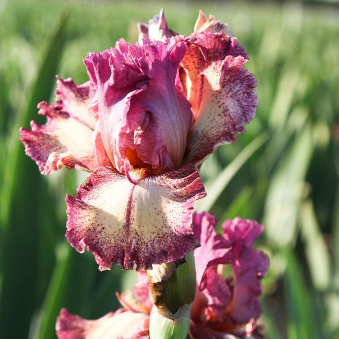 bearded iris rock star