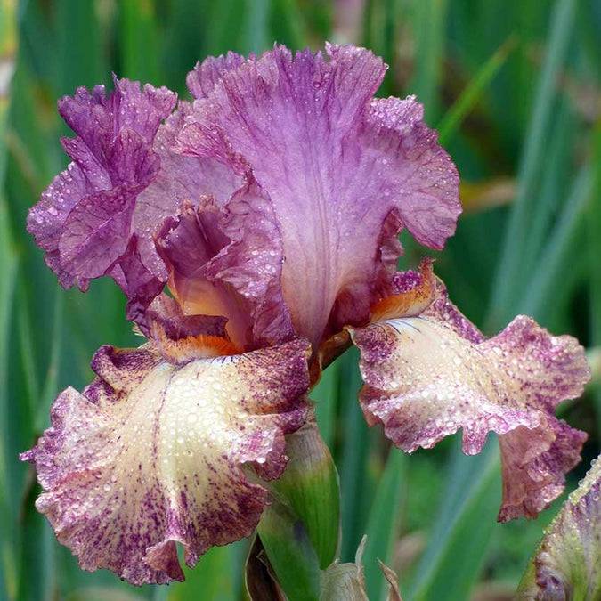 bearded iris rock star