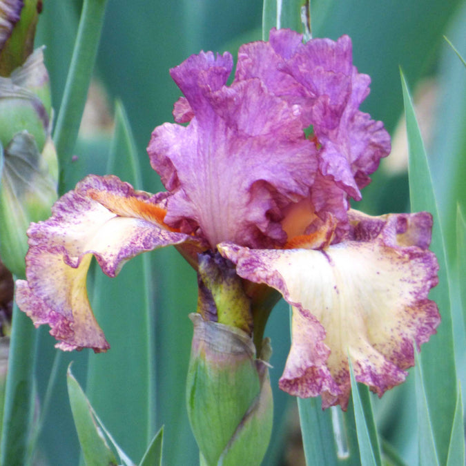 bearded iris rock star